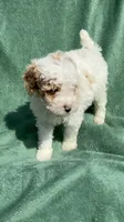 Bruce, a male Poodle - Miniature  for sale in Salem, OR – 3 of 10