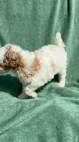 Bruce, a male Poodle - Miniature  for sale in Salem, OR – 9 of 10