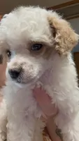 Dolce, a male Poodle - Miniature  for sale in Salem, OR – 5 of 8