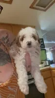 Bruce, a male Poodle - Miniature  for sale in Salem, OR – 6 of 10
