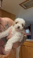 Bruce, a male Poodle - Miniature  for sale in Salem, OR – 5 of 10