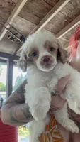 Winston, a male Poodle - Miniature  for sale in Salem, OR – 3 of 6