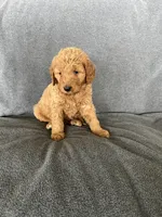 Mia, a female Goldendoodle for sale in Minden City, MI – Photo 3 of 4