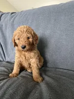 Mia, a female Goldendoodle for sale in Minden City, MI – Photo 4 of 4