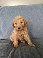 Mia, a female Goldendoodle for sale in Minden City, MI – Photo 2 of 4