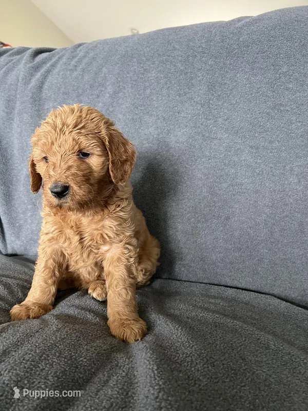 Mia – Goldendoodle puppy for sale in Minden City, MI