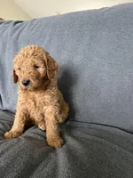 Mia, a female Goldendoodle for sale in Minden City, MI – Photo 1 of 4