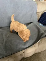 Pat, a male Goldendoodle for sale in Minden City, MI – Photo 3 of 5