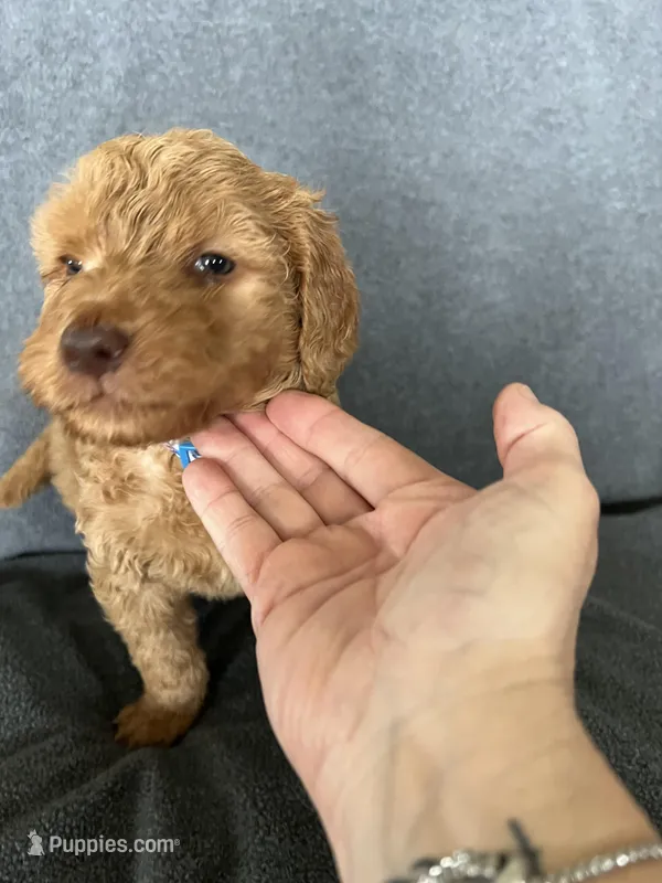 Pat – Goldendoodle puppy for sale in Minden City, MI