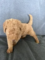 Pat, a male Goldendoodle for sale in Minden City, MI – Photo 2 of 5