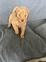 Pat, a male Goldendoodle for sale in Minden City, MI – Photo 5 of 5