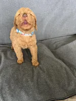 Pat, a male Goldendoodle for sale in Minden City, MI – Photo 4 of 5