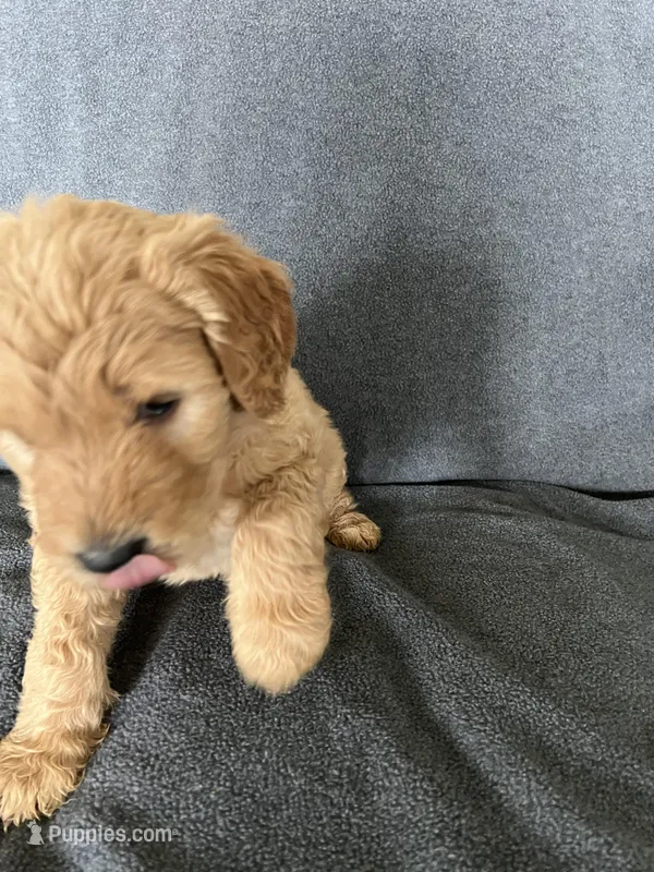 Sky – Goldendoodle puppy for sale in Minden City, MI