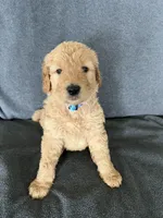 Sky, a male Goldendoodle for sale in Minden City, MI – Photo 3 of 4