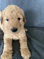 Sky, a male Goldendoodle for sale in Minden City, MI – Photo 2 of 4