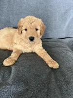 Sky, a male Goldendoodle for sale in Minden City, MI – Photo 4 of 4
