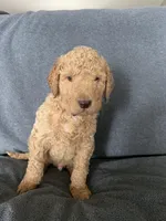 Dex, a male Goldendoodle for sale in Minden City, MI – Photo 4 of 4