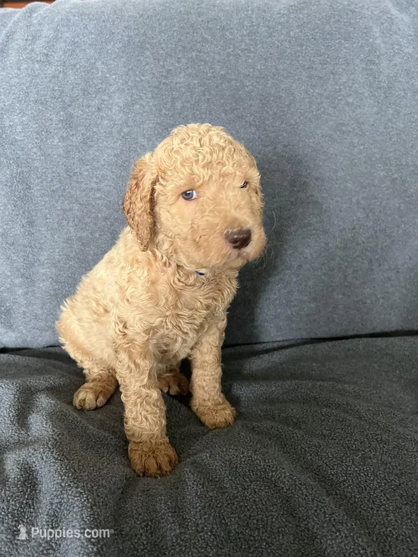 Dex – Goldendoodle puppy for sale in Minden City, MI