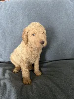 Dex, a male Goldendoodle for sale in Minden City, MI – Photo 1 of 4