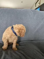 Dex, a male Goldendoodle for sale in Minden City, MI – Photo 2 of 4