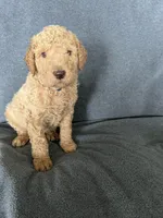 Dex, a male Goldendoodle for sale in Minden City, MI – Photo 3 of 4