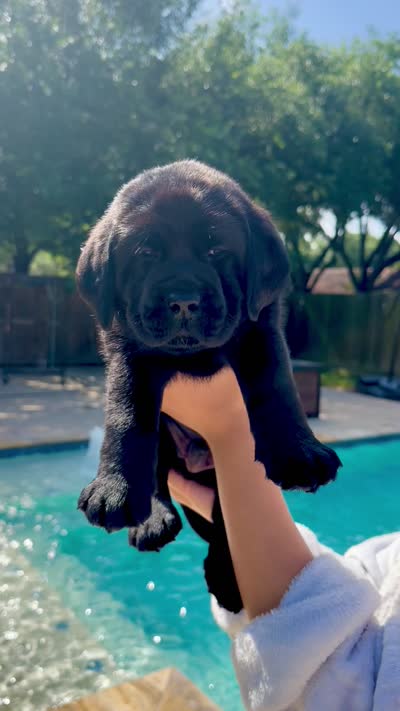 Blue Collar, a male Labrador Retriever for sale in Rosenberg, TX – 9 of 9