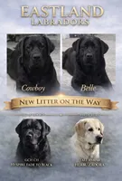 Green collar, a male Labrador Retriever for sale in Rosenberg, TX – 4 of 6