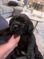 Blue Collar, a male Labrador Retriever for sale in Rosenberg, TX – 5 of 8