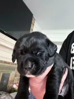 Yellow collar , a male Labrador Retriever for sale in Rosenberg, TX – 2 of 3
