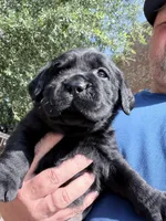 Green collar, a male Labrador Retriever for sale in Rosenberg, TX – 2 of 6