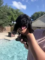 Blue Collar, a male Labrador Retriever for sale in Rosenberg, TX – 2 of 8