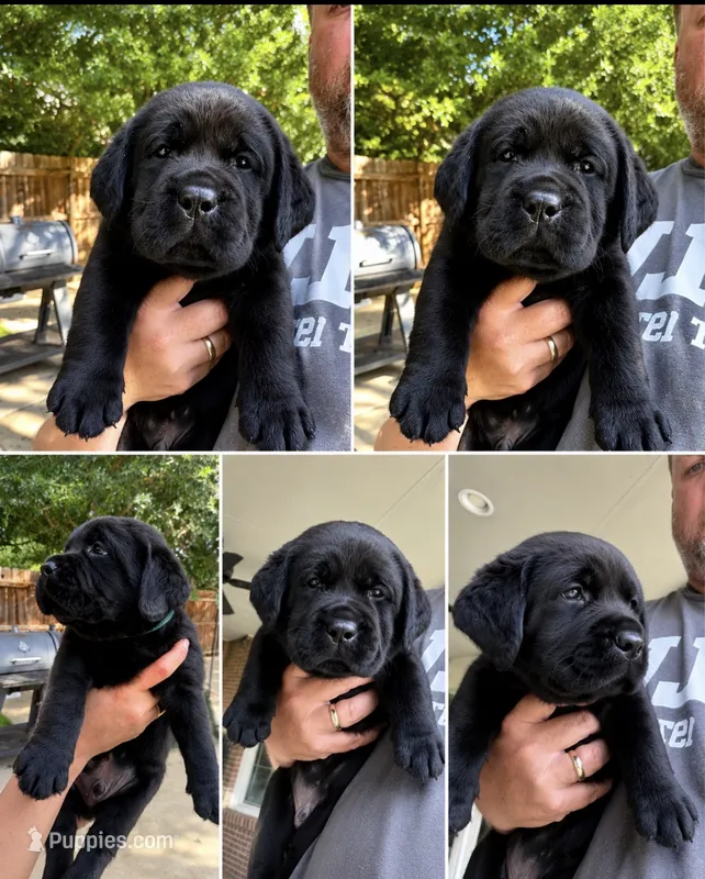 Green collar – Labrador Retriever puppy for sale in Rosenberg, TX