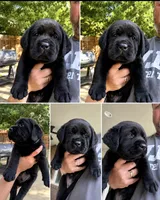Green collar, a male Labrador Retriever for sale in Rosenberg, TX – 1 of 6