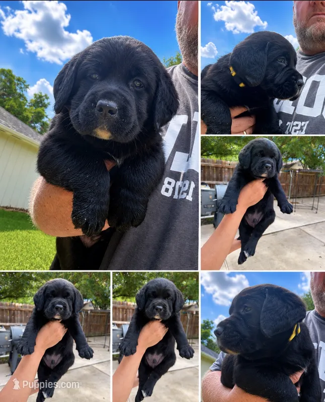 Yellow collar  – Labrador Retriever puppy for sale in Rosenberg, TX