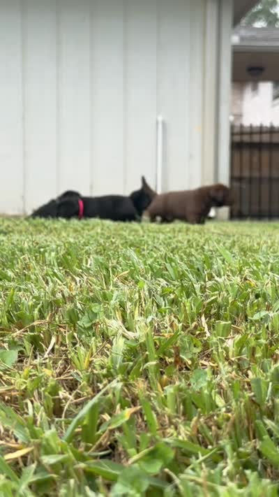 Blue Collar, a male Labrador Retriever for sale in Rosenberg, TX – 8 of 8