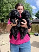 Blue Collar, a male Labrador Retriever for sale in Rosenberg, TX – 3 of 8