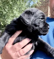 Green collar, a male Labrador Retriever for sale in Rosenberg, TX – 5 of 6