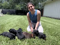 Green collar, a male Labrador Retriever for sale in Rosenberg, TX – 6 of 6