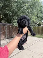 Blue Collar, a male Labrador Retriever for sale in Rosenberg, TX – 4 of 8
