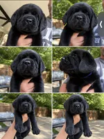 Blue Collar, a male Labrador Retriever for sale in Rosenberg, TX – 7 of 8