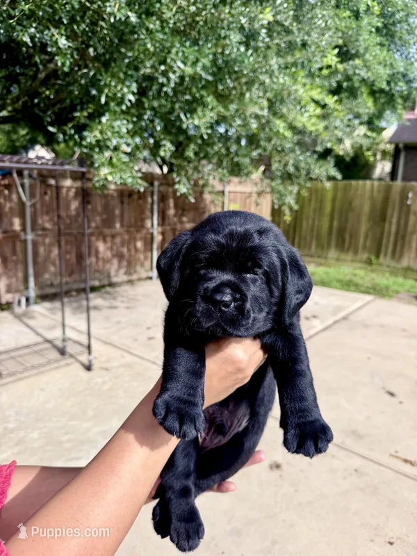 Blue Collar – Labrador Retriever puppy for sale in Rosenberg, TX