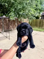Blue Collar, a male Labrador Retriever for sale in Rosenberg, TX – 1 of 8