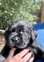 Green collar, a male Labrador Retriever for sale in Rosenberg, TX – 3 of 6