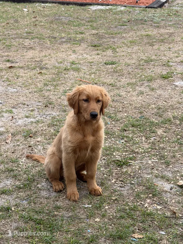 penny – Golden Retriever puppy for sale in Groveland, FL
