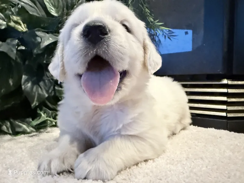 Bud ICH Clear – Golden Retriever puppy for sale in Waconia, MN