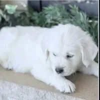 Dolly, a female Golden Retriever and English Cream Golden Retriever for sale in Waconia, MN – Photo 1 of 4