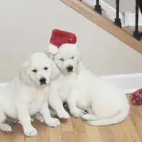 Dolly, a female Golden Retriever and English Cream Golden Retriever for sale in Waconia, MN – Photo 4 of 4