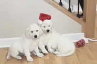 processed/9b0eb685-1e45-4aa9-bf08-f37fce989f78/listing/28bc4c5e-b591-4823-84cf-f713753dc94f/f4191148-e56d-4d3a-9c0a-f717ec656c04