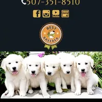 Paradise, a  Golden Retriever for sale in Waconia, MN – Photo 3 of 3