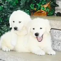 Paradise, a  Golden Retriever for sale in Waconia, MN – Photo 2 of 3